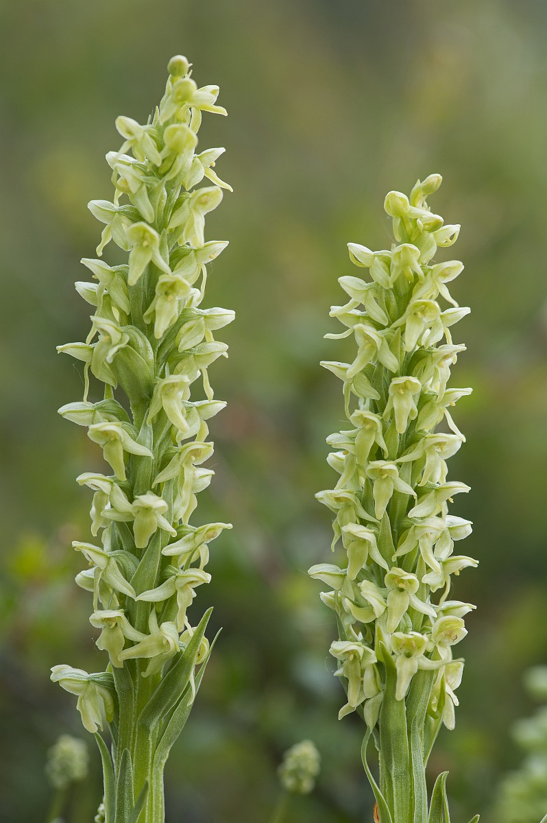 Platanthera hyperborea